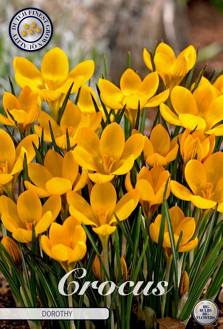 Krookus,kultasahrami 'Dorothy'