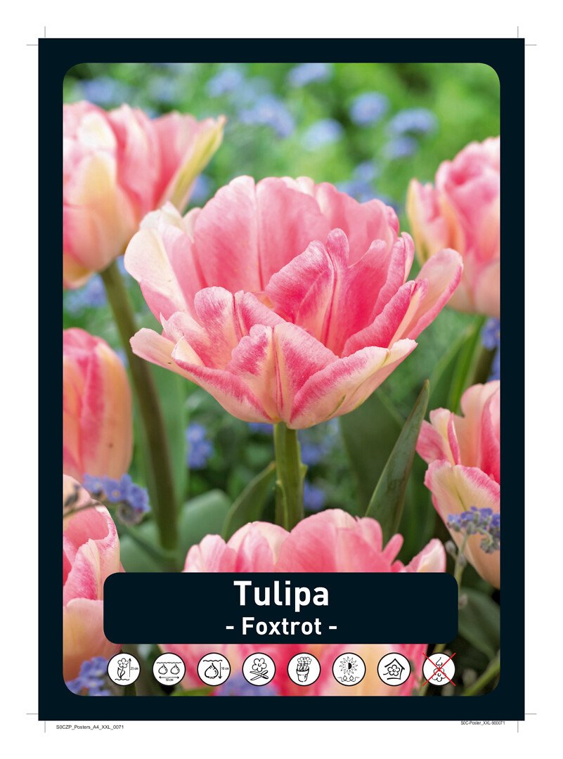 Tulppaani kerrottu 'Foxtrot'