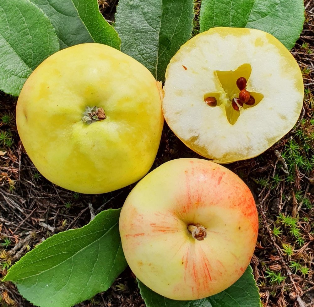 Omena 'Jepuan Neito'