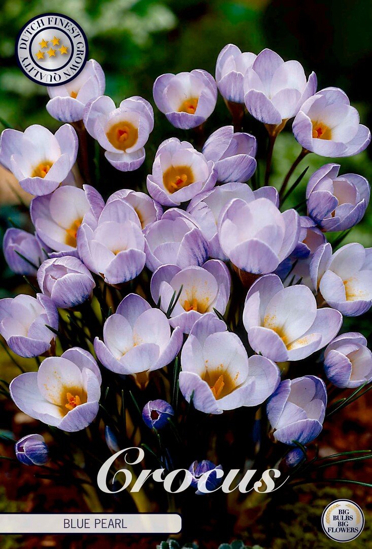 Krookus,sinisahrami 'Blue Pearl'