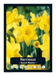 Narsissi 'Dutch Master'
