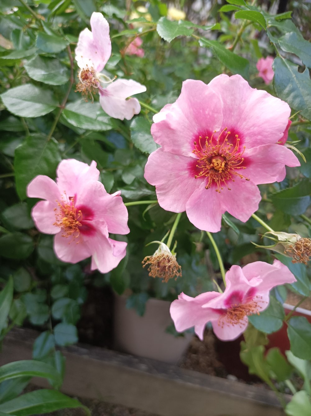 Tertturuusu 'Orienta Farina'