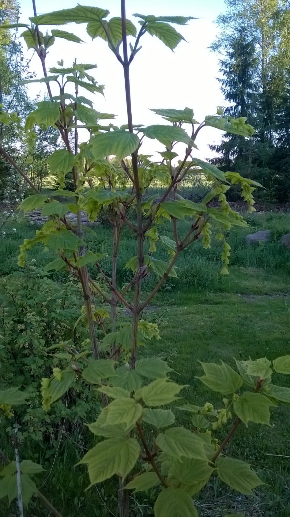 Pensylvanianvaahtera