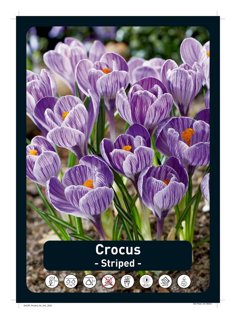 Krookus,kevätsahrami 'Pickwick'