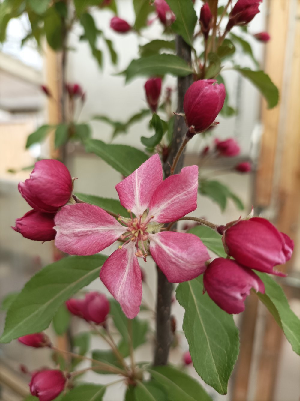 Purppuraomena 'Polka Gris'/ 'Iltarusko'