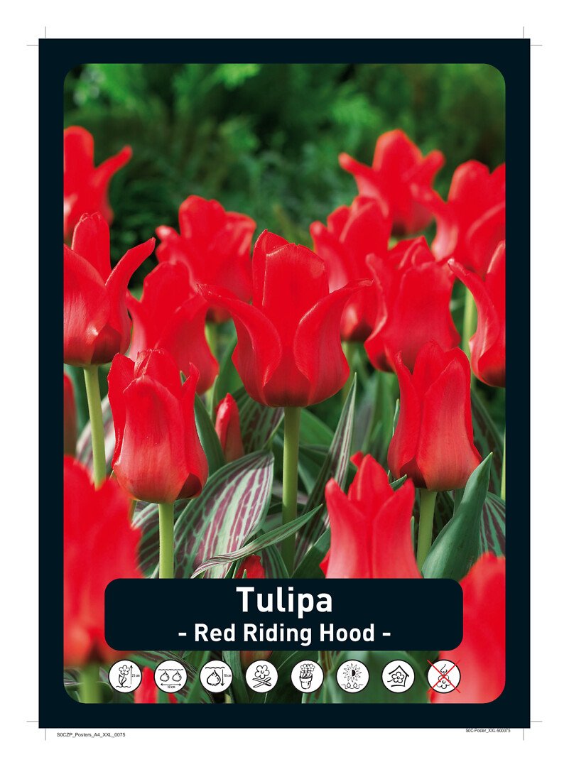 Tulppaani 'Red Riding Hood'