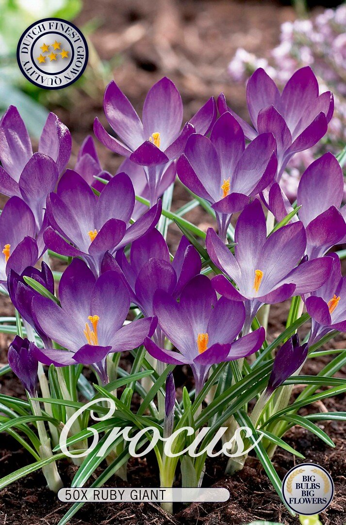 Krookus,kultasahrami 'Ruby Giant'