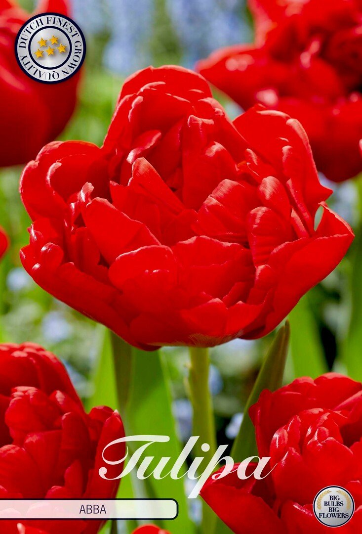 Tulppaani kerrottu 'Abba'