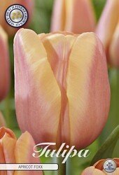 Tulppaani Triump 'Apricot Foxx'