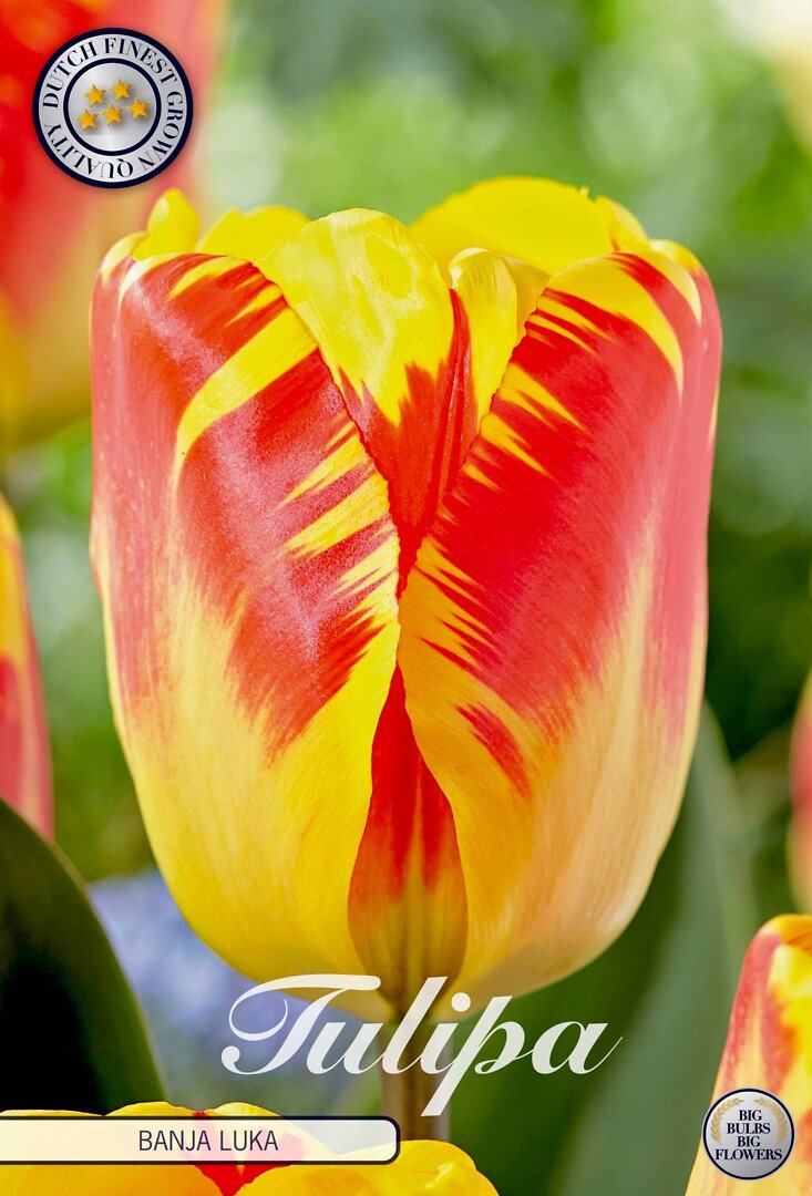 Tulppaani Triumph 'Banja Luka'