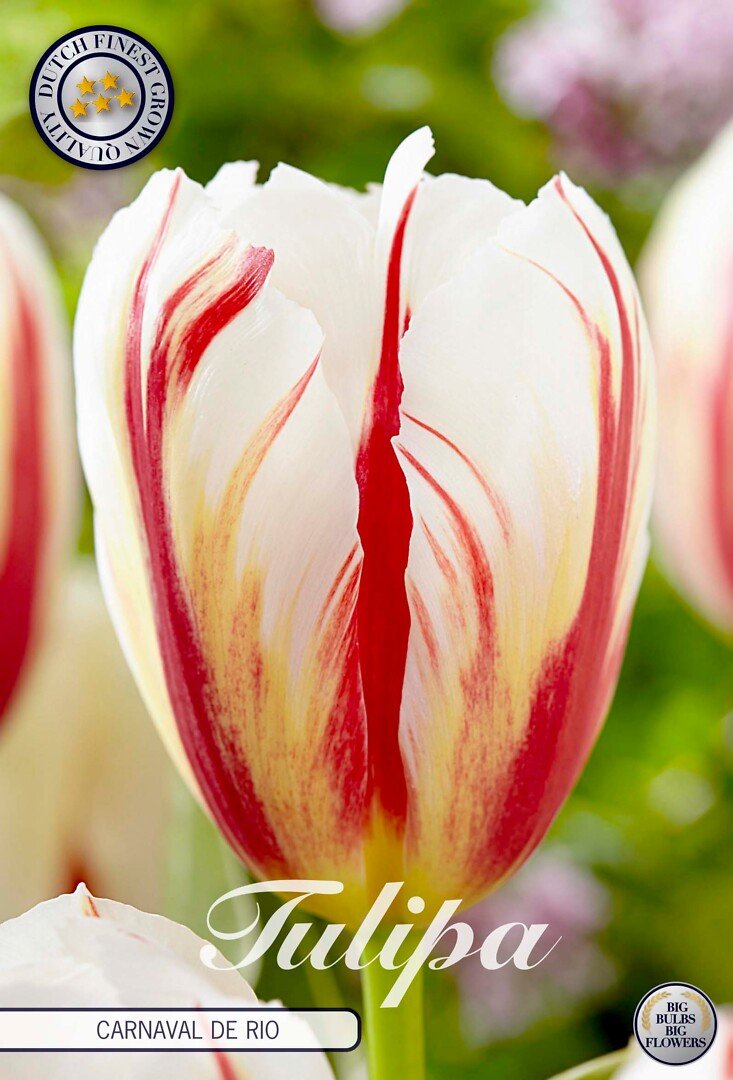 Tulppaani Triumph 'Carnaval De Rio'
