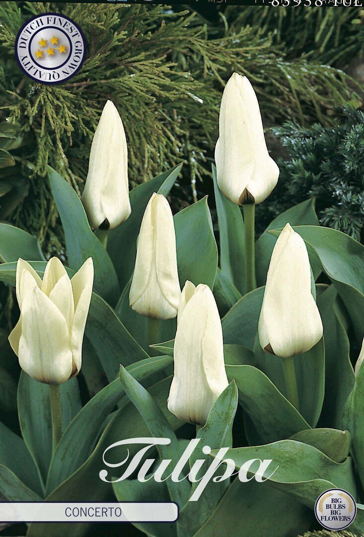 Lummetulppaani 'Concerto'