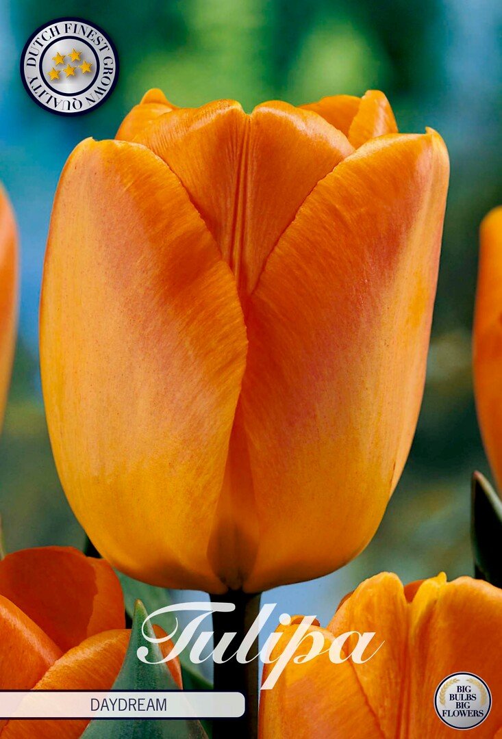 Tulppaani Darwin 'Daydream'