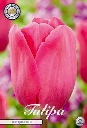 Tulppaani Triumph 'Don Quichotte'