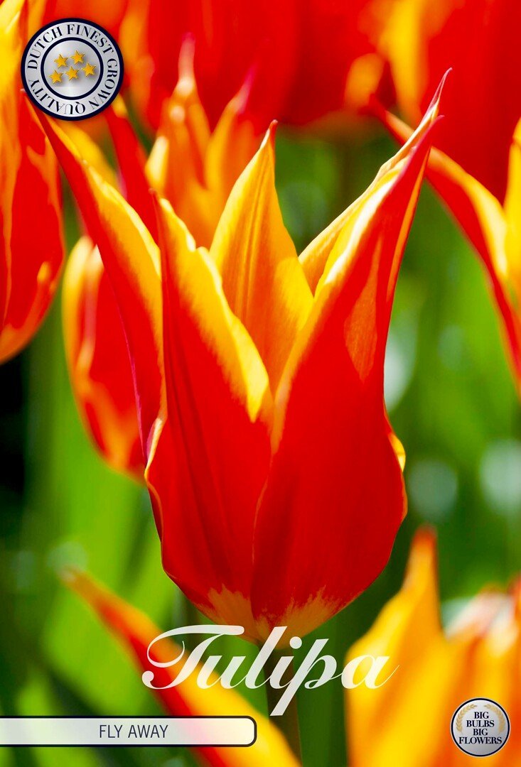 Liljatulppaani 'Fly Away'