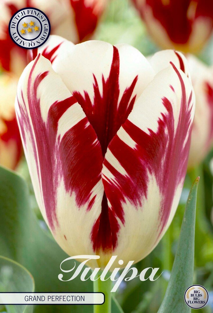 Tulppaani Triumph 'Grand Perfection'