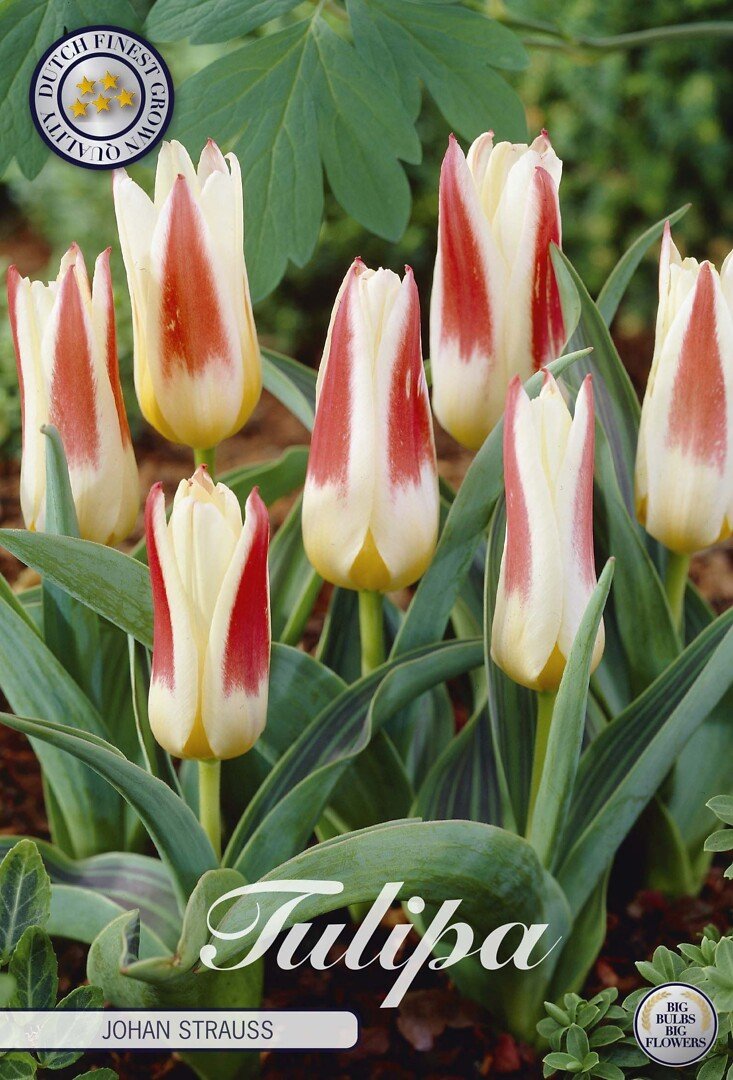 Lummetulppaani 'Johan Strauss'