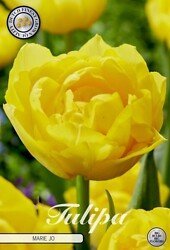 Tulppaani kerrottu 'Marie Jo'