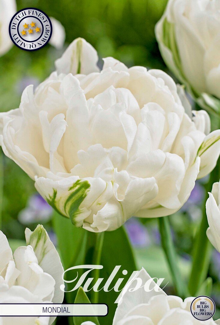 Tulppaani kerrottu 'Mondal'