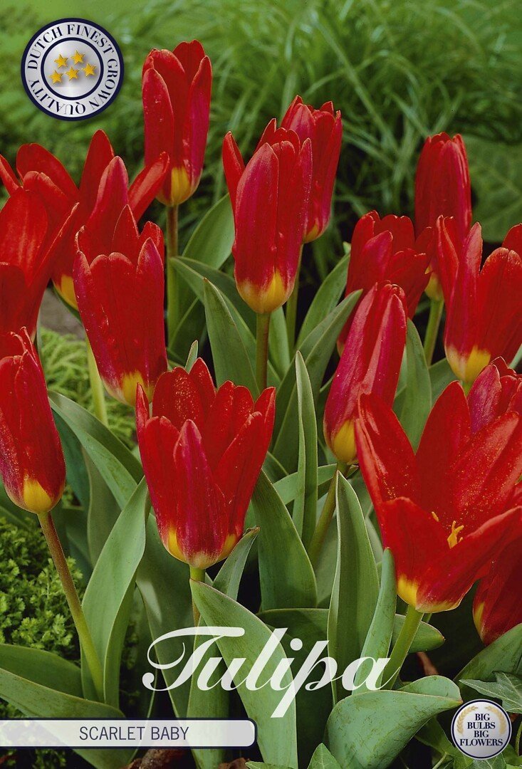 Lummetulppaani `Scarlet Baby`