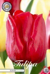 Tulppaani Triumph 'Seadov'