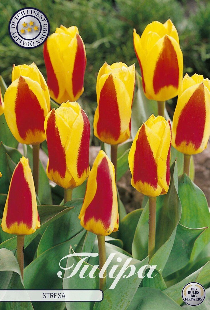Lummetulppaani 'Stresa'