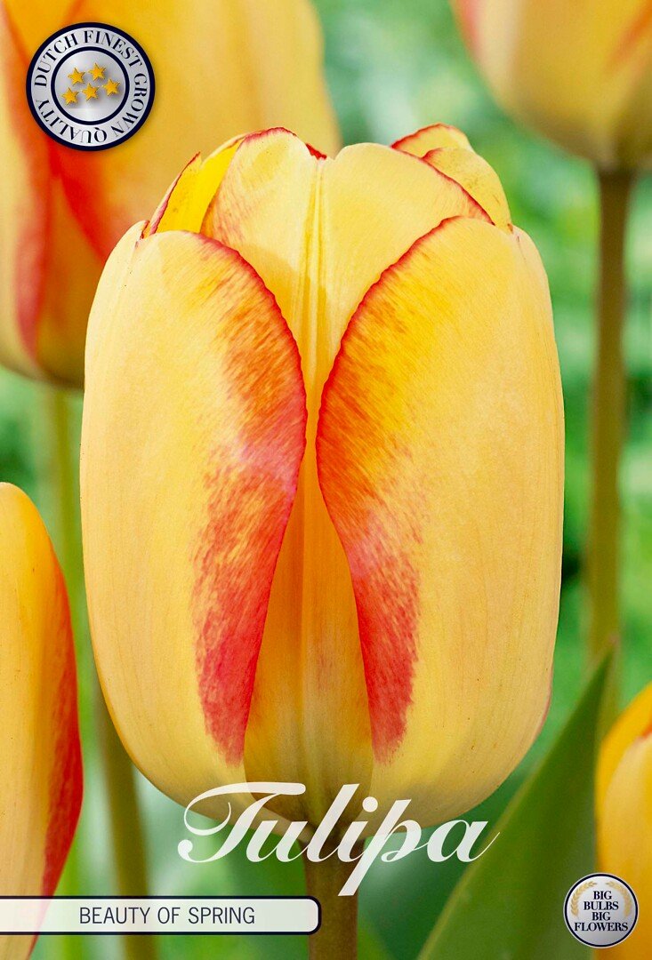 Tulppaani Darwin 'Beauty Of Spring'