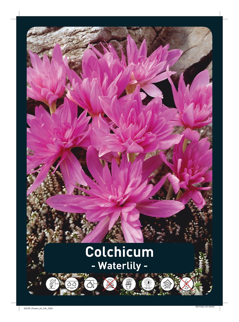 Syysmyrkkylilja 'Waterlily'