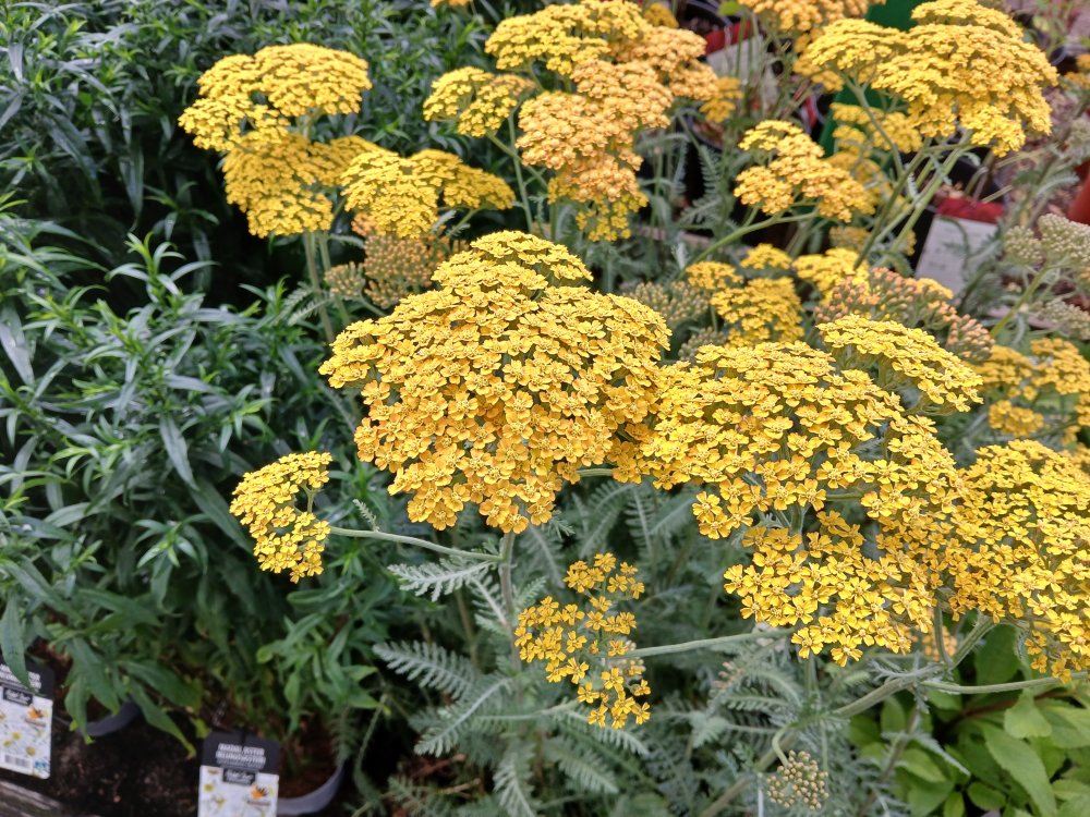 Tarhakärsämö 'Terracotta'