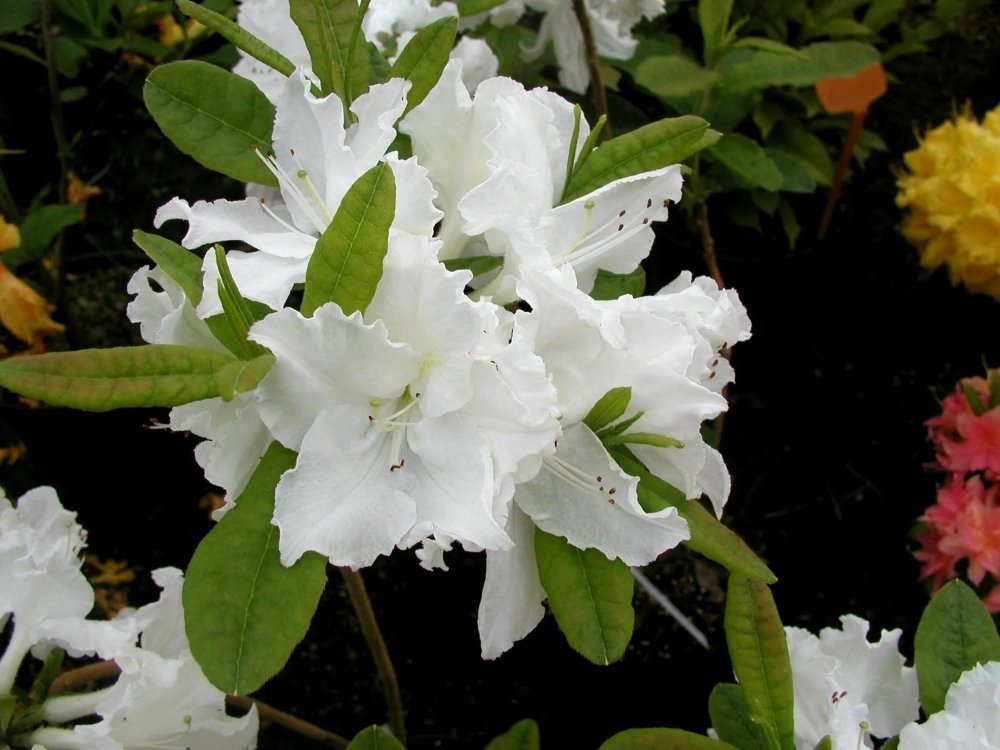 Puistoatsalea ´Oxydol´