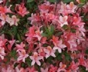 Puistoatsalea ´Tarleena´FinE