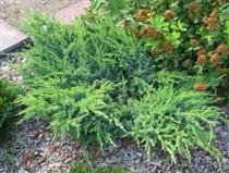 Sinikataja 'Blue Swede'