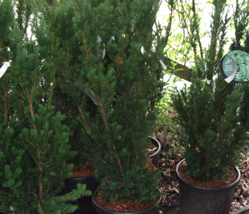 Kartiomarjakuusi ´Hillii´