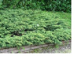 Kääpiökataja 'Repanda'