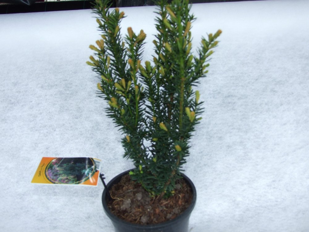 Kääpiöjapaninmarjakuusi 'Nana'