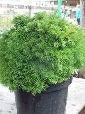 Kääpiövalkokuusi 'Alberta Globe'