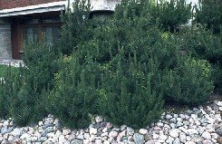 Kääpiövuorimänty