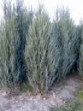 Kalliovuortenkataja 'Blue Arrow'