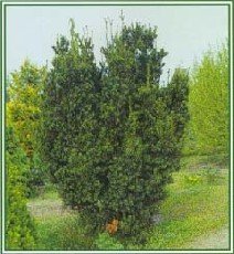 Kartiomarjakuusi 'Hicksii'