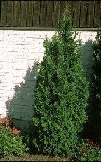 Kartiotuija 'Brabant'