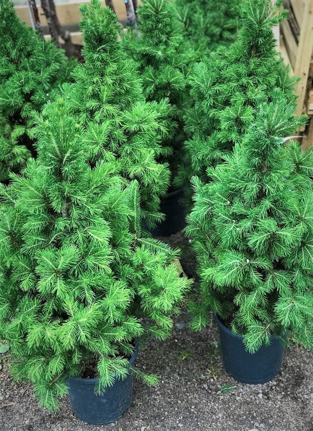 Kartiovalkokuusi 'Conica'