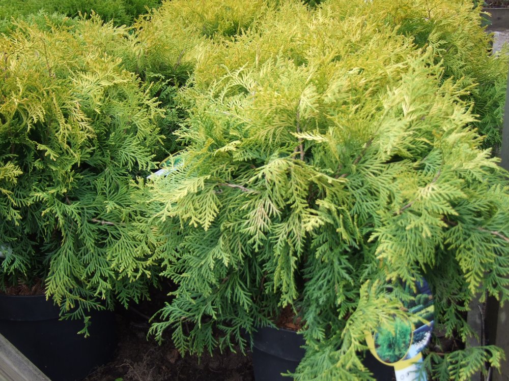 Kultapallotuija 'Golden Globe'