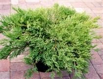 Laakakataja 'Andorra Compact'