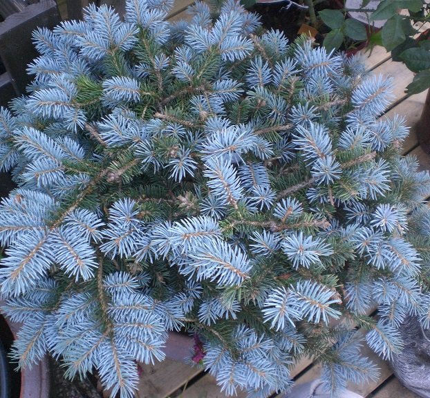 Pallohopeakuusi 'Glauca Globosa'