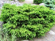 Pesäkuusi 'Nidiformis'