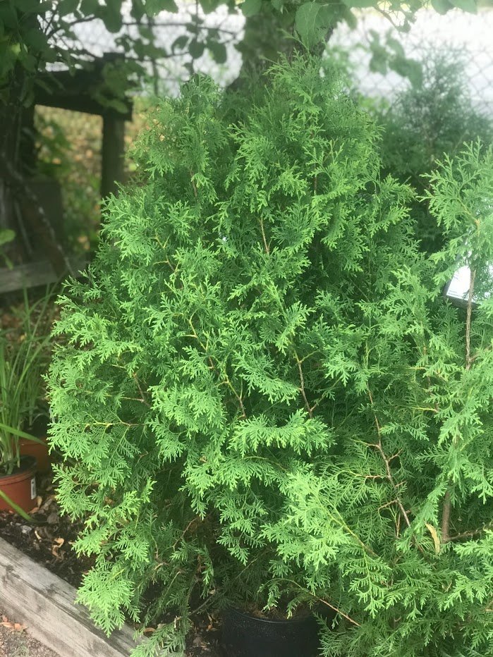 Pilarituija 'Columna'