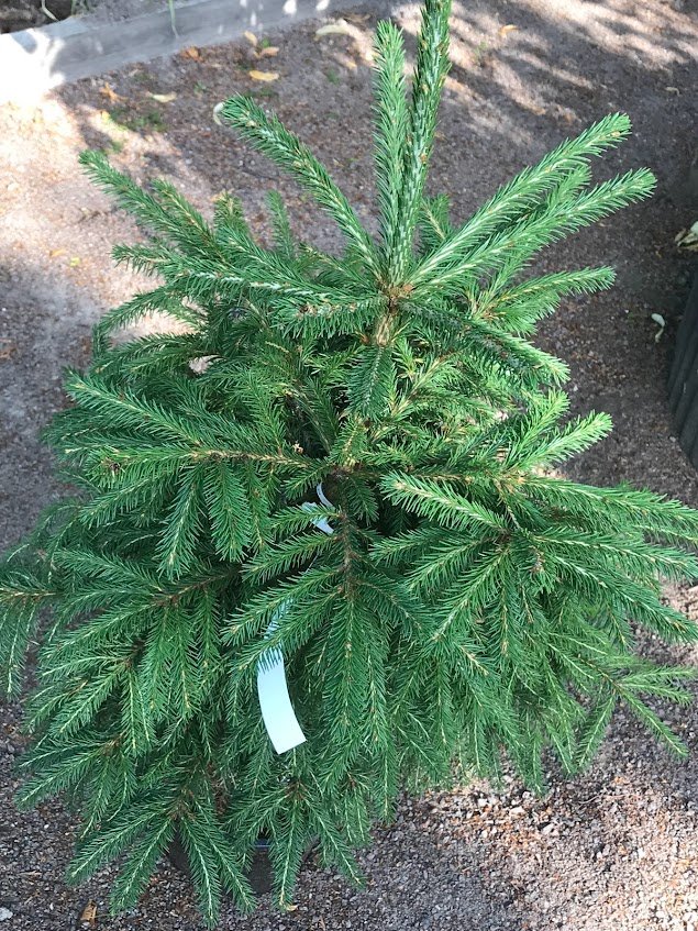 Purppuratuulenpesä/ 'Punahilkka'