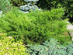 Rohtokataja ´Tamariscifolia´