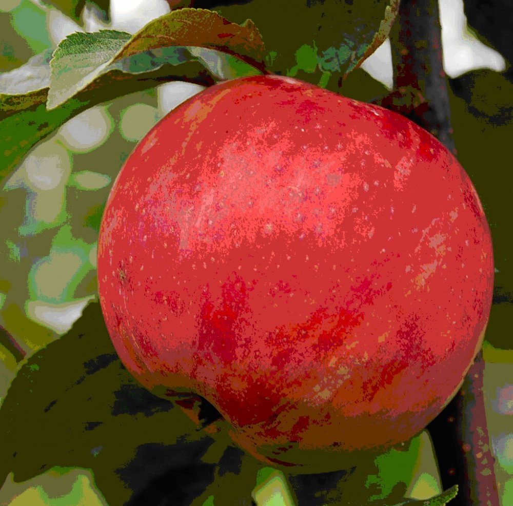 Omena 'Siloposken Aikainen'