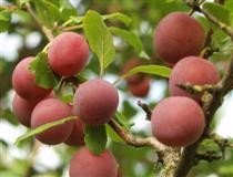 Kuntalan Punaluumu FinE